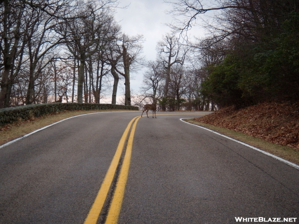 Deer In S.n.p.