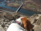 Brookie The Hiking Beagle