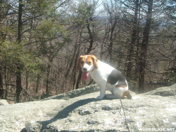 Brookie The Hiking Beagle