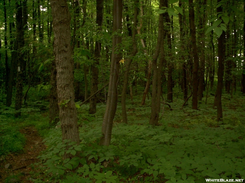 Woods And Trail On Blue Mountain