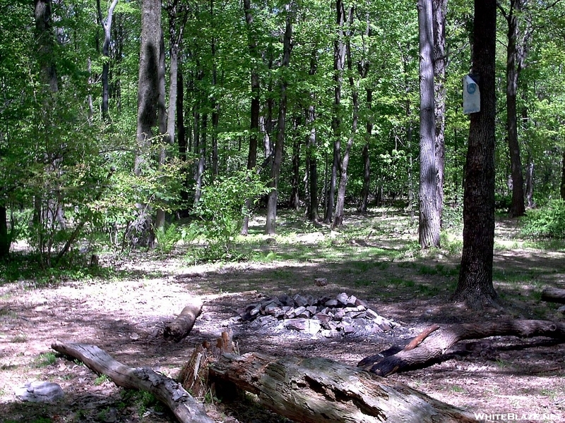 Tentsite Grove At Leroy Smith Shelter