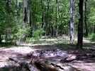 Tentsite Grove At Leroy Smith Shelter