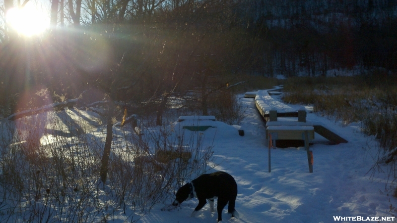 Hank At The Boardwalk In January