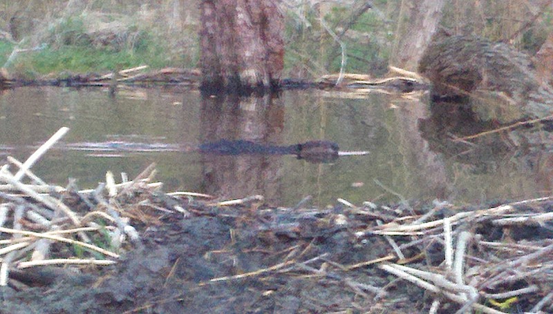 Pawling Boardwalk Beaver