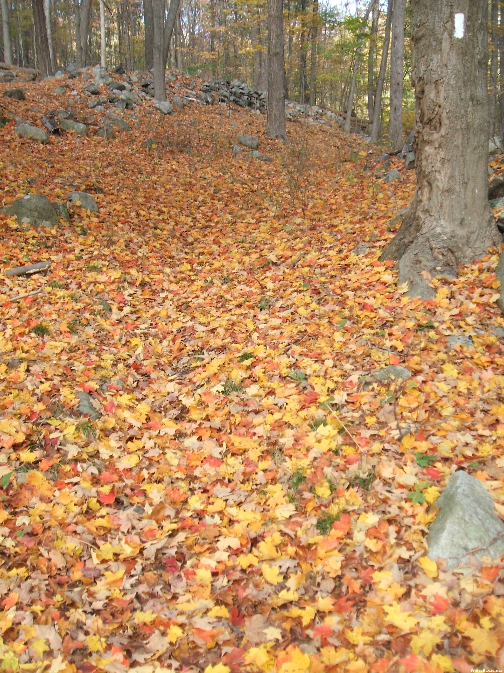 Hidden Trail & Fall Leaves