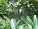 Spider Web by sasquatch2014 in Other