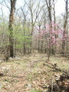 Spring Blush by sasquatch2014 in Trail & Blazes in Virginia & West Virginia