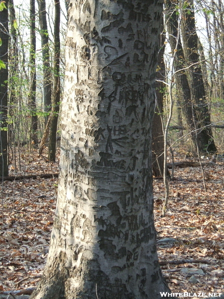 Carved Tree