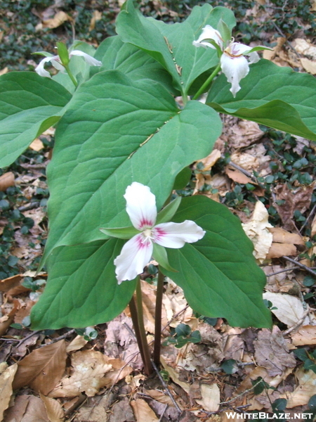 Trillium