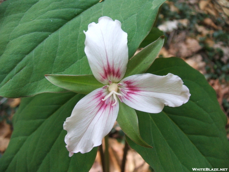 Trillium