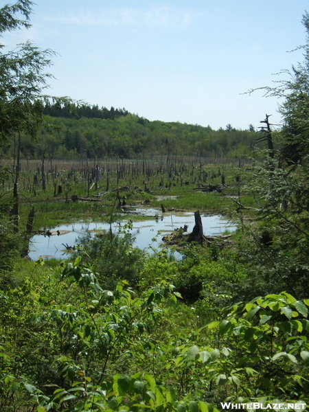 Beaver Activity