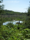 Beaver Activity by sasquatch2014 in Views in Massachusetts