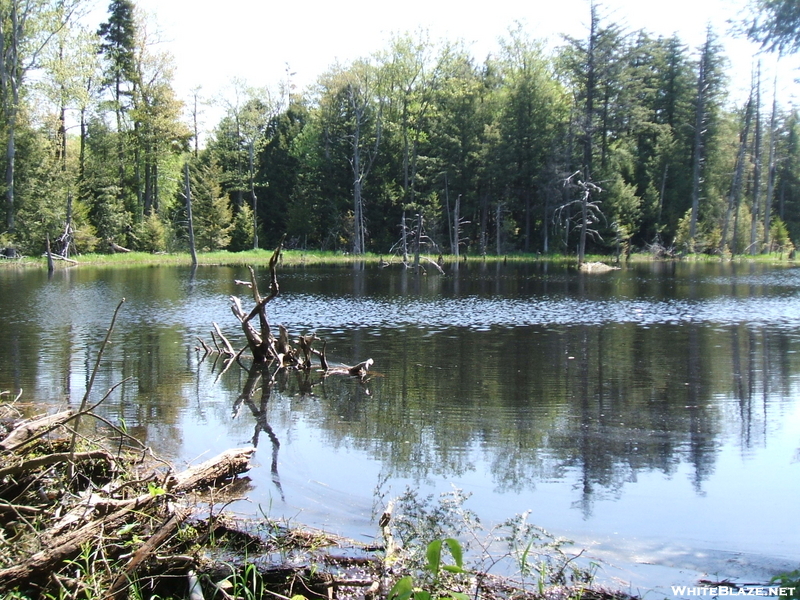 Fresh Beaver Pond