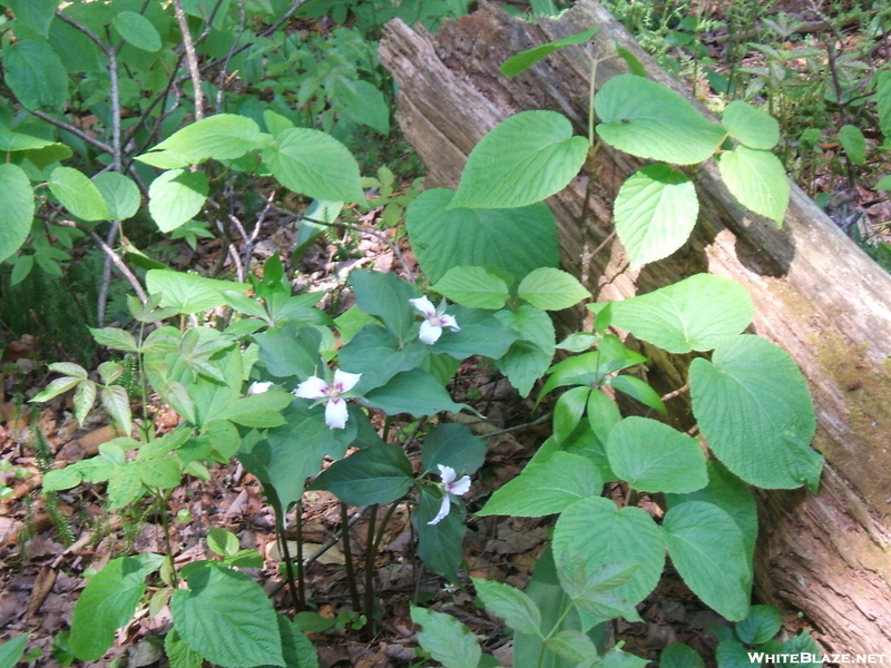 Trillium