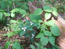 Trillium by sasquatch2014 in Flowers