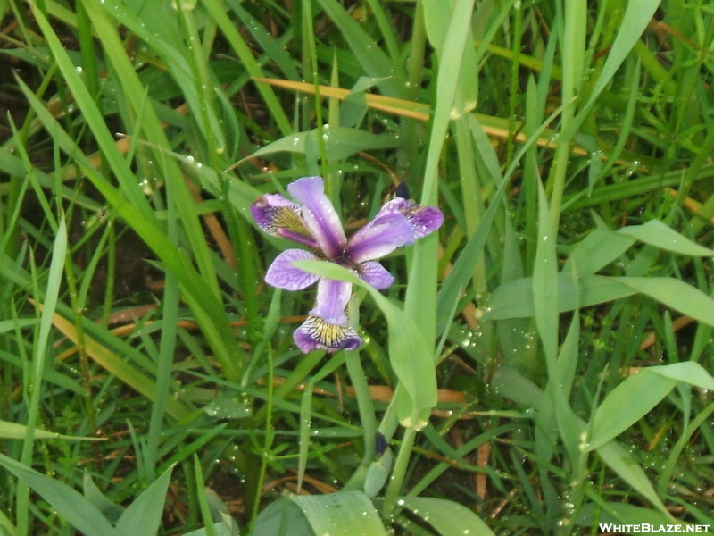 Wild Iris