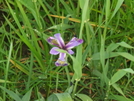 Wild Iris by sasquatch2014 in Flowers