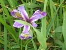 Wild Iris by sasquatch2014 in Flowers