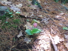 Lady Slippers by sasquatch2014 in Flowers