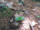 Lady Slippers