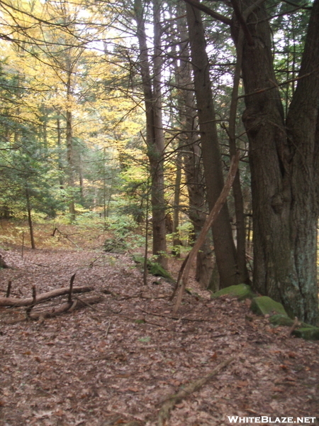 Old Road Or Trail?