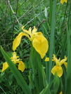 Iris In The Swamp by sasquatch2014 in Flowers