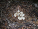 Turkey Nest