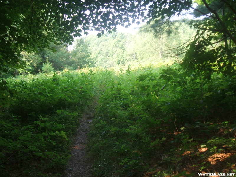 Vt Southbound Summer Hike 09