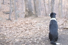 Hank Waiting For The Hikers