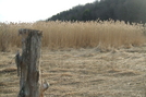 Late March In The Great Swamp Ny At