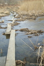 Late March In The Great Swamp Ny At