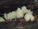 Funky Fungi by sasquatch2014 in Flowers