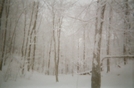 View From Inside Spring Mt. Shelter by kayak karl in North Carolina & Tennessee Shelters