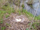 Game Creek by kayak karl in Birds