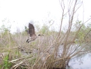 Game Creek by kayak karl in Birds