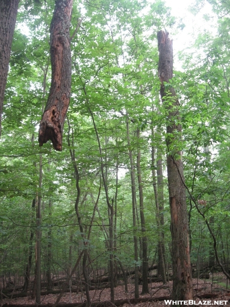 Trunkless Tree