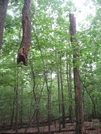 Trunkless Tree by Key West Hikers in Trail & Blazes in Maryland & Pennsylvania