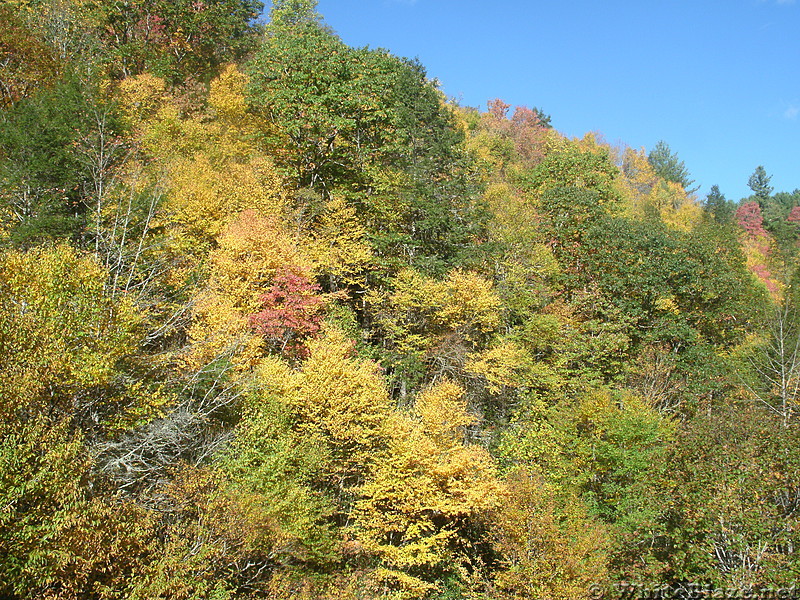 Fall foliage near Damascus, 2017 October