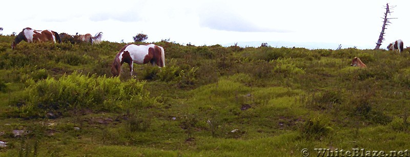 Mount Rogers Area