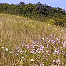 Apple Orchard Mountain by GoldenBear in Trail & Blazes in Virginia & West Virginia