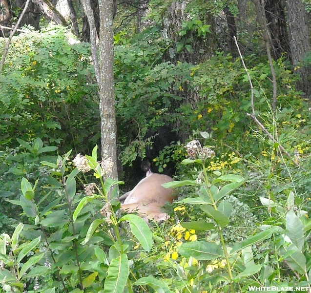 Mama Teaches Junior How To Eat Roadkill