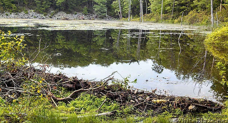 Beaver Pond in Delaware Water Gap Nat RA