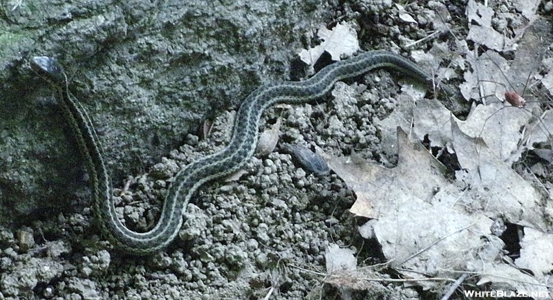 Snake on the Trail