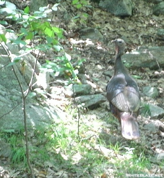 A real turkey (not me!) on the Trail