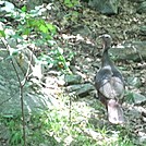 A real turkey (not me!) on the Trail