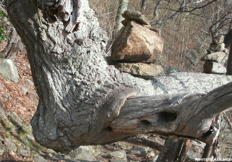 Cairns On Tree Limbs In Shenandoah