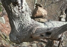 Cairns On Tree Limbs In Shenandoah by GoldenBear in Trail & Blazes in Virginia & West Virginia