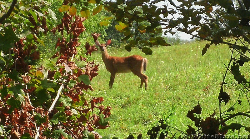 Deer near Sinking Creek