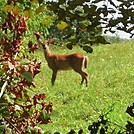 Deer near Sinking Creek