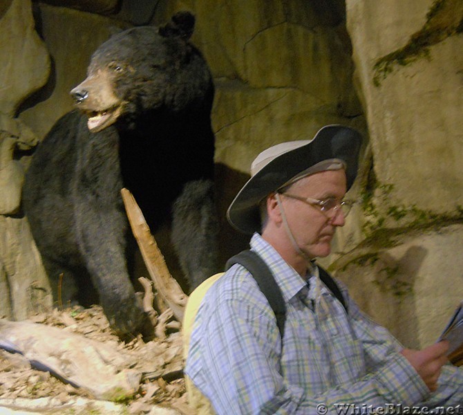 Golden Bear studying his map